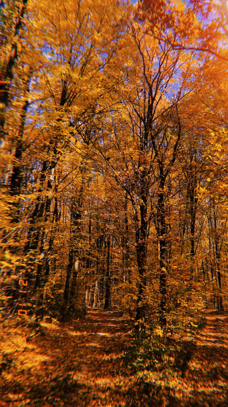 Обои природа, растительность, листопадные, ветвь, окружающая среда в разрешении 750x1334