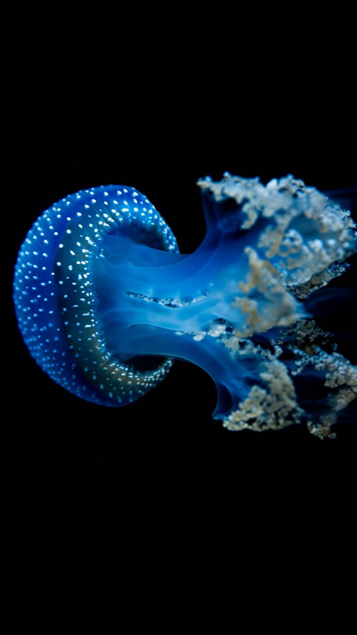 Обои Медуза, биолюминесценция, морские беспозвоночные, подземные воды, морская биология в разрешении 720x1280