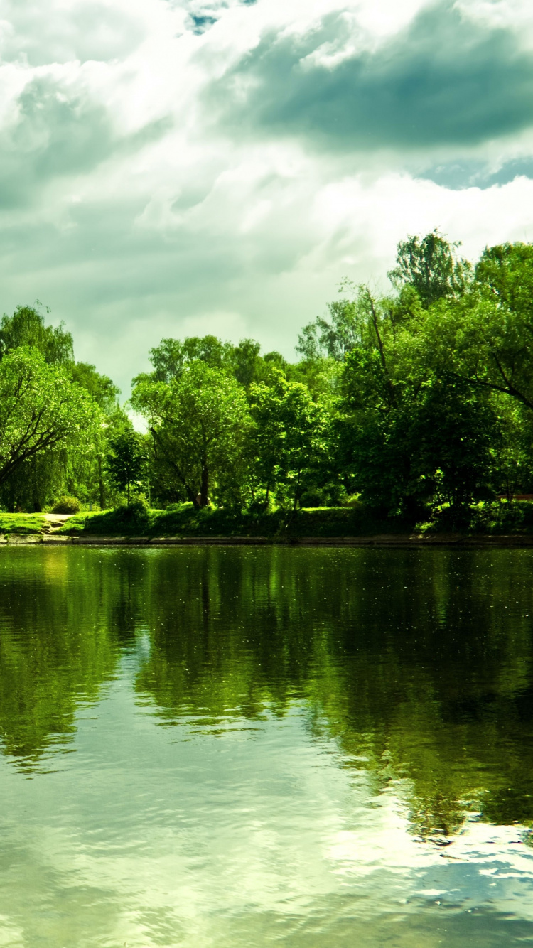 Обои природа, отражение, зеленый, вода, дерево в разрешении 750x1334