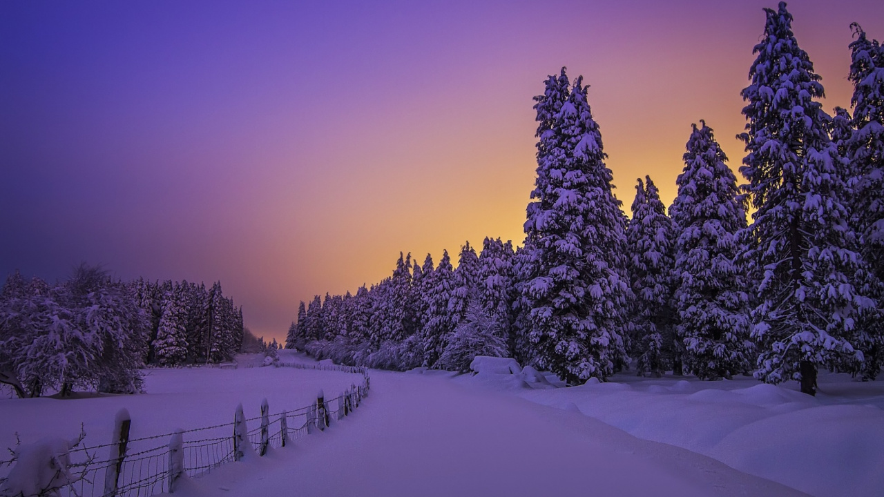 Обои снег, зима, природа, дерево, пурпур в разрешении 1280x720