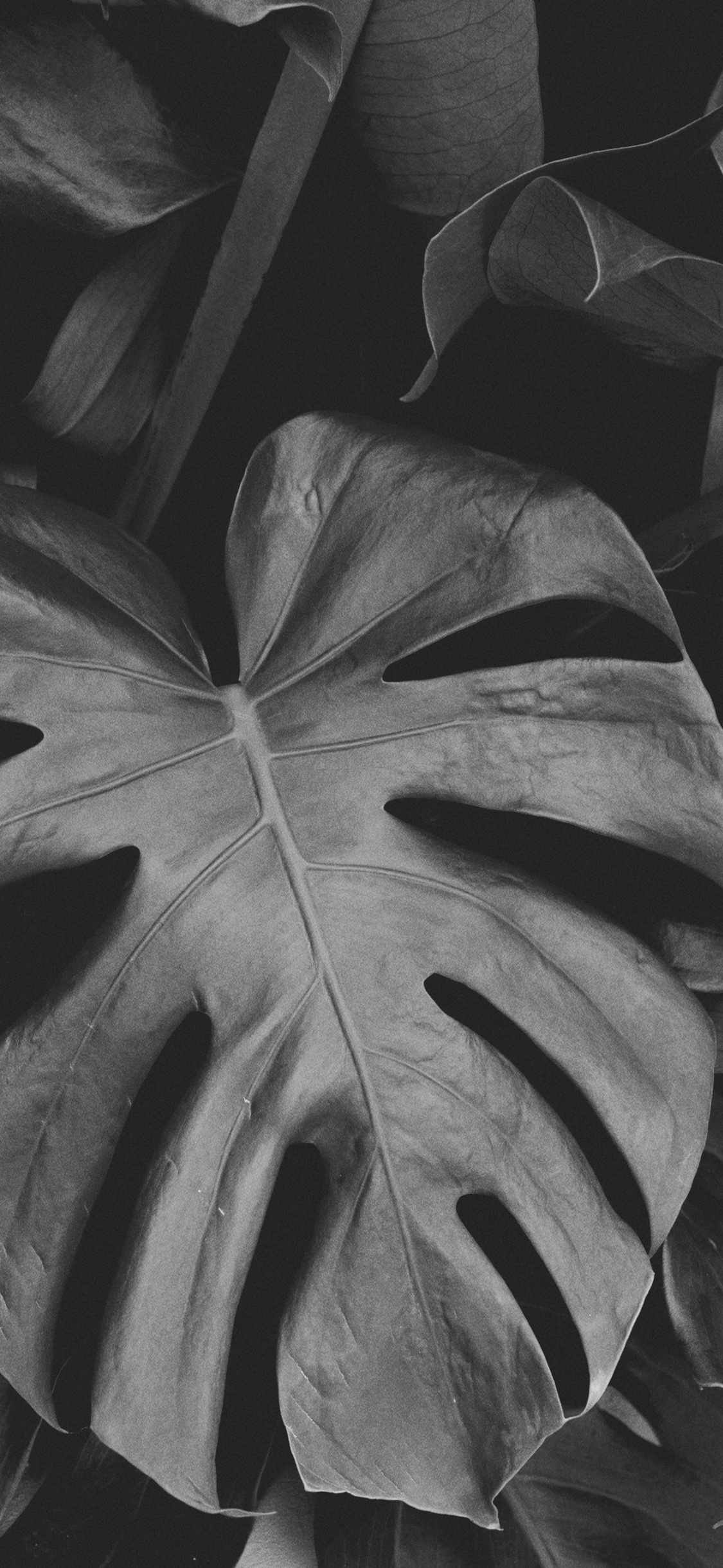 Обои черный и белый, лист, Черный Белый - М, симметрия, цветок в разрешении 1125x2436
