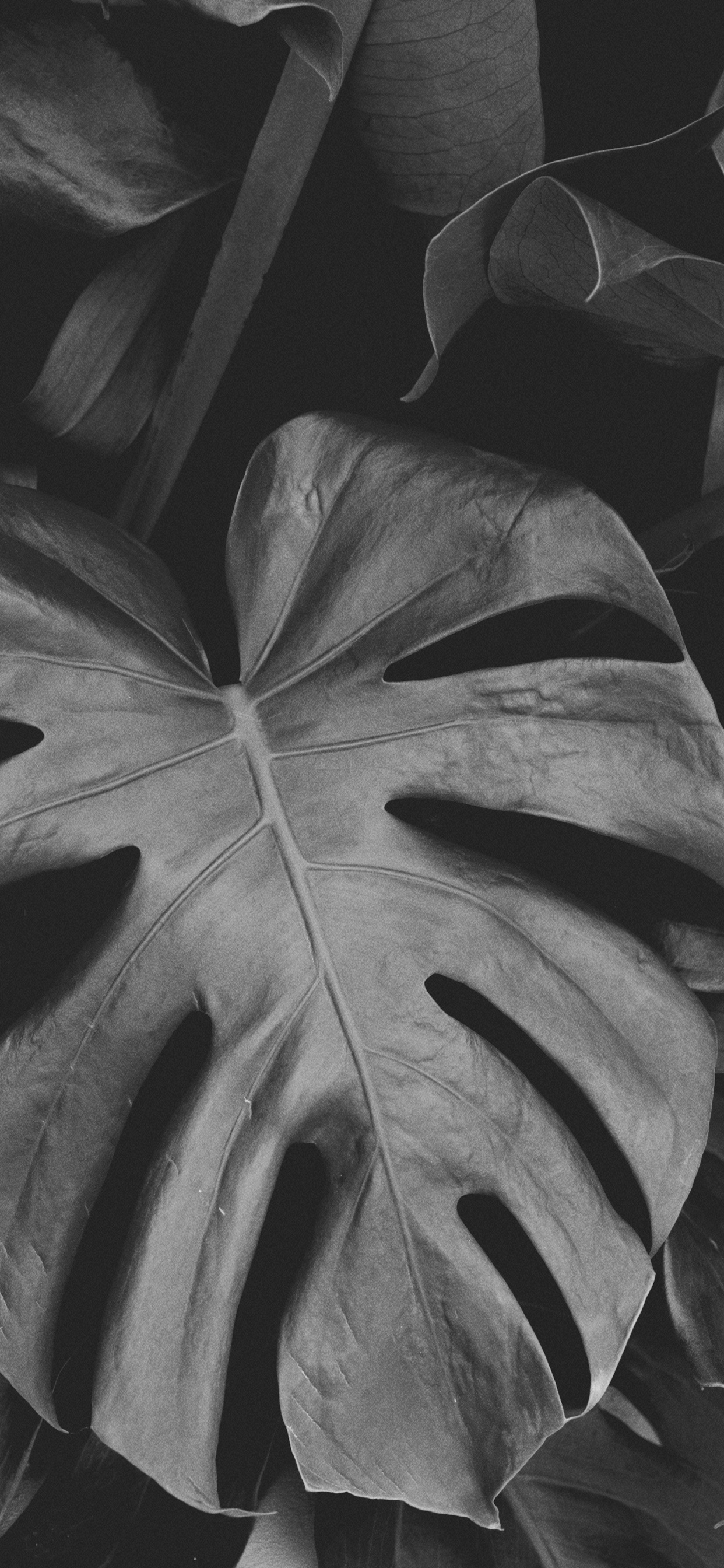Обои черный и белый, лист, Черный Белый - М, симметрия, цветок в разрешении 1242x2688