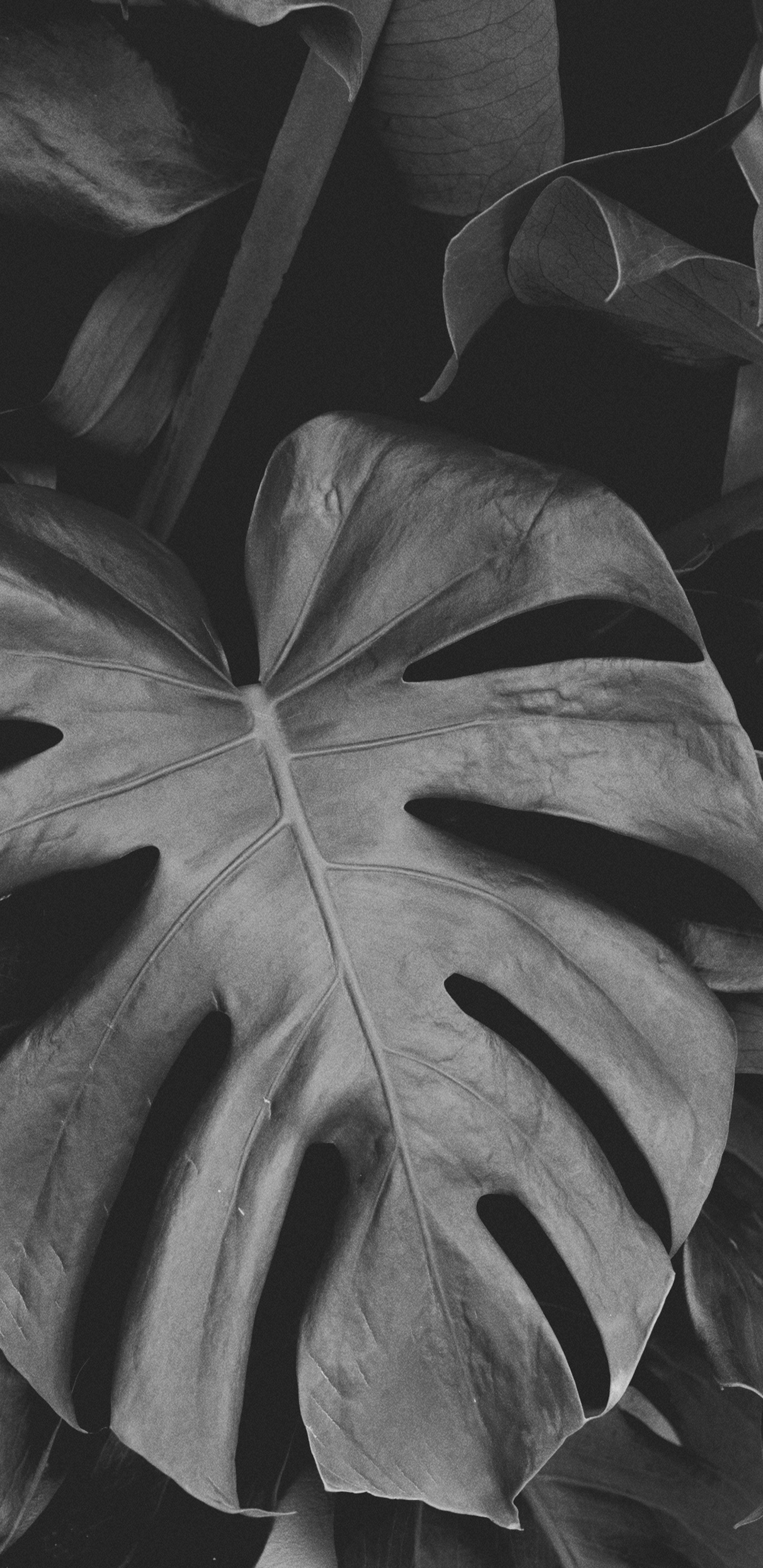 Обои черный и белый, лист, Черный Белый - М, симметрия, цветок в разрешении 1440x2960