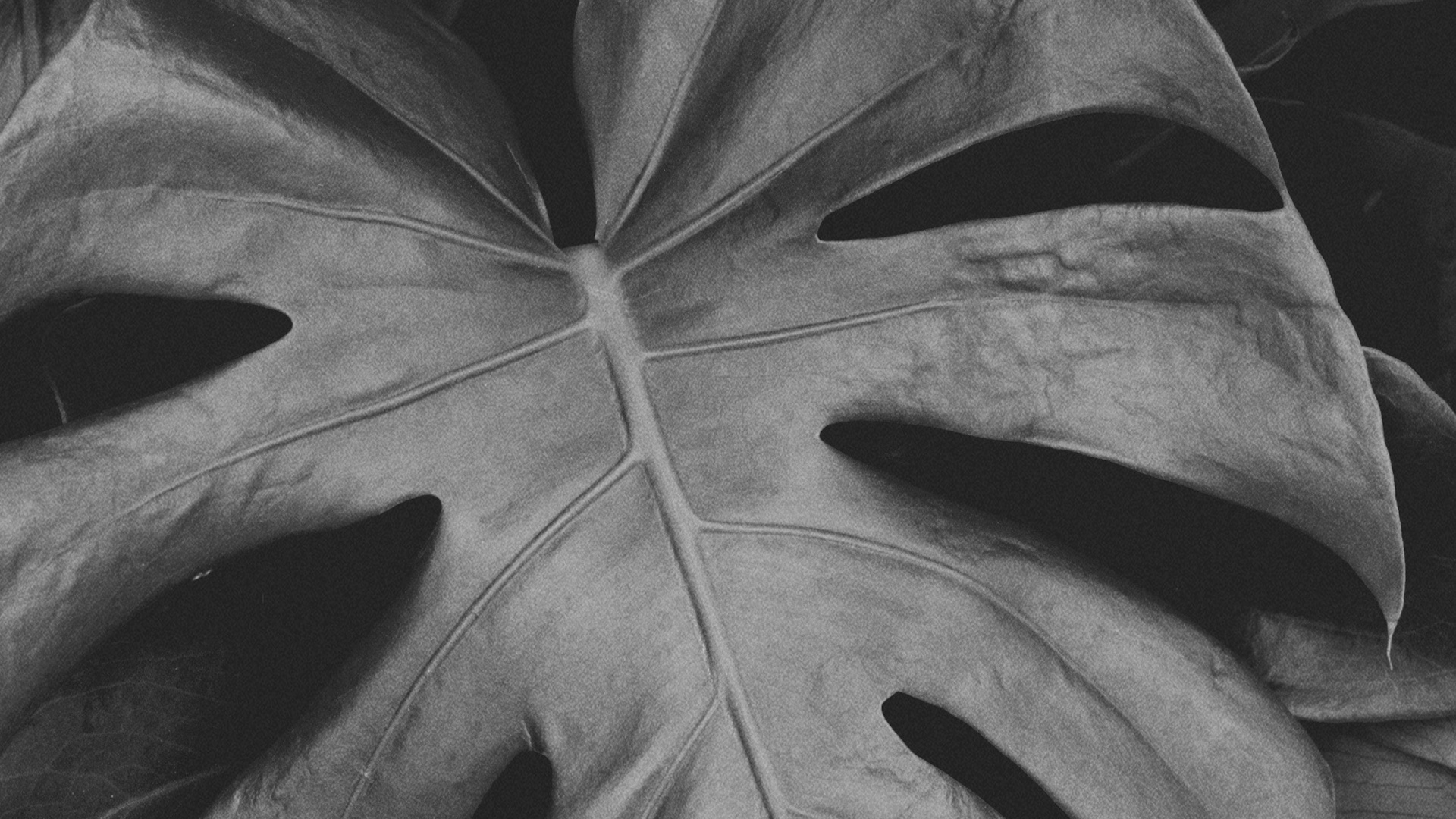 Обои черный и белый, лист, Черный Белый - М, симметрия, цветок в разрешении 1920x1080