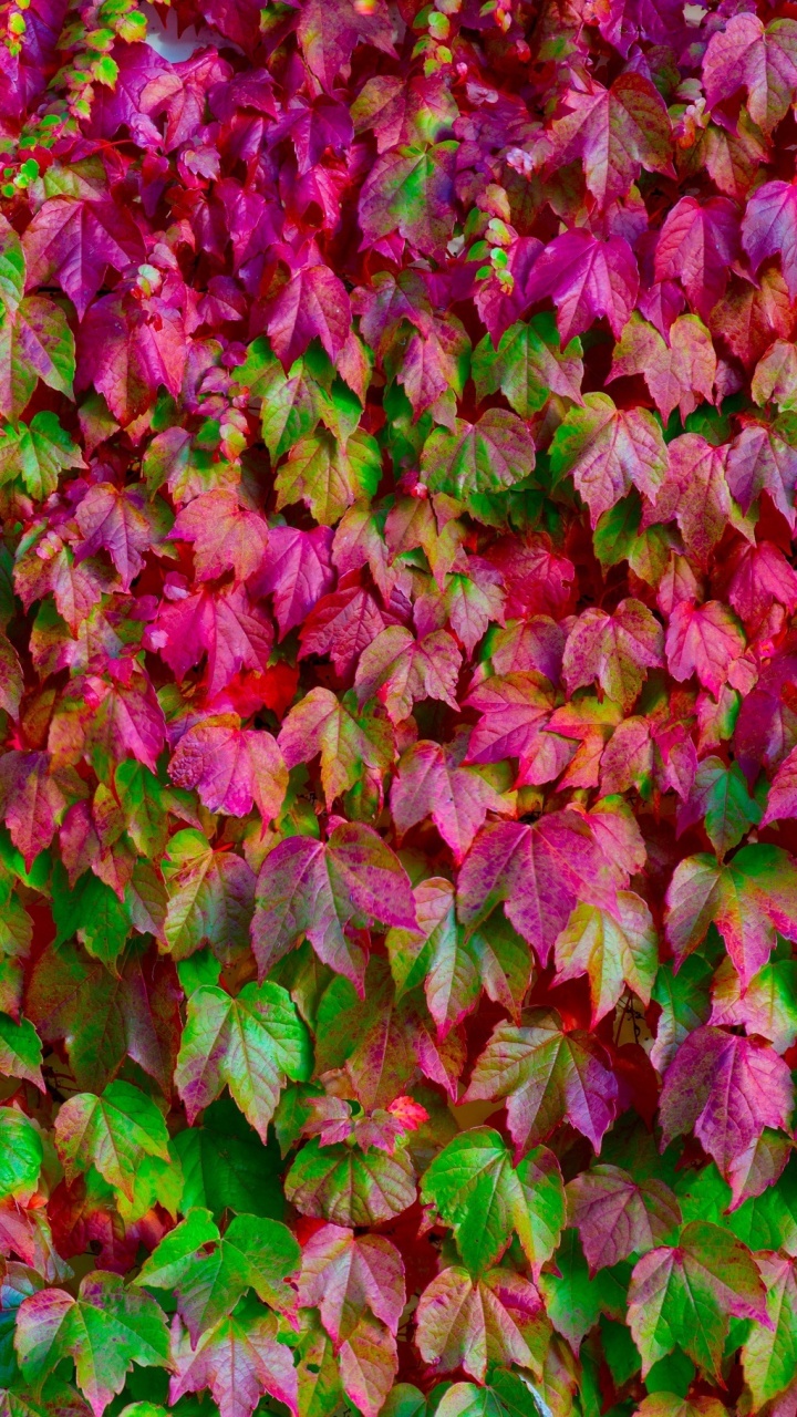 Обои Бостон плющ, лоза, розовый, цветок, пурпурный цвет в разрешении 720x1280