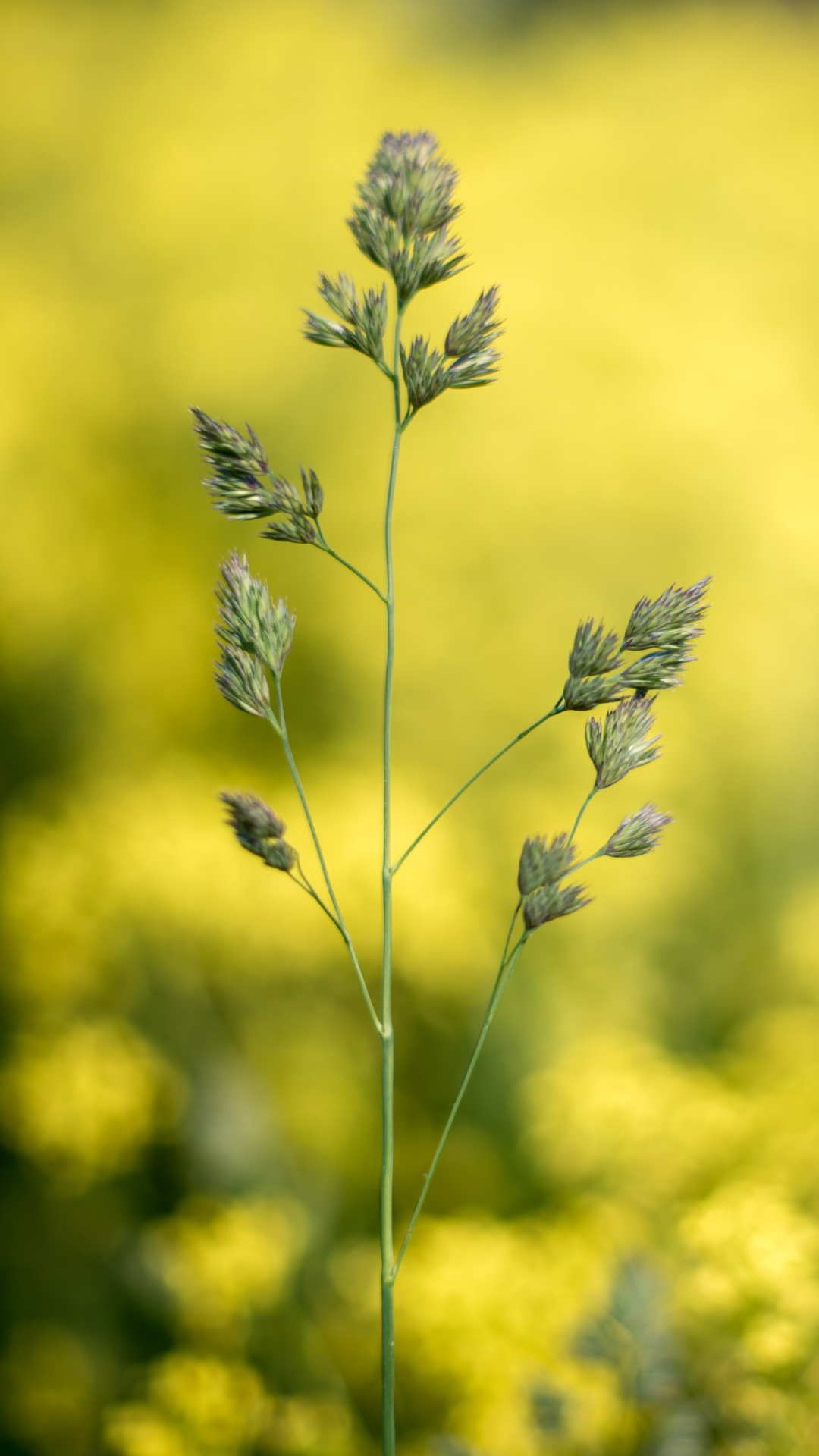 Обои горчичное поле размыто, рассада, боке, расповое, цветок в разрешении 1080x1920