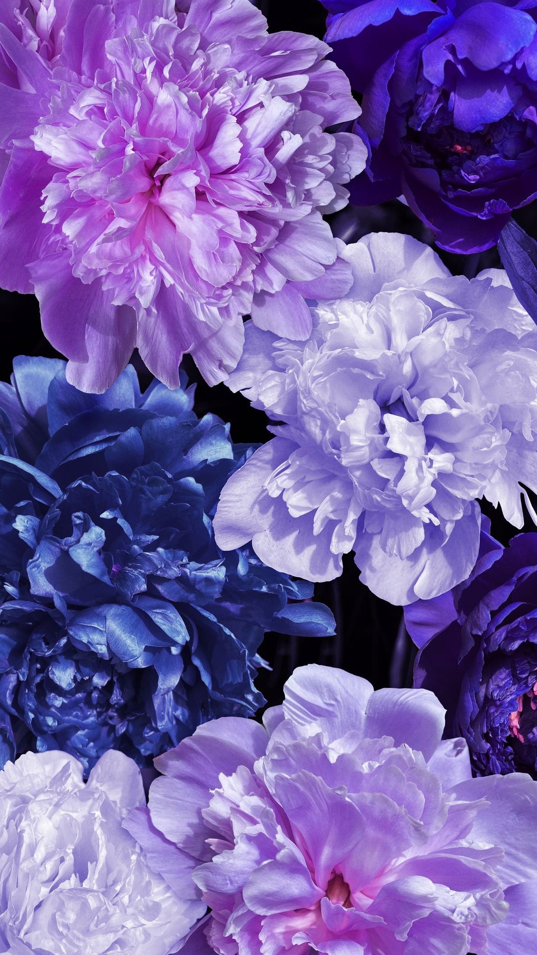 Обои сирень, пион, однолетнее растение, цветок, растение в разрешении 1080x1920