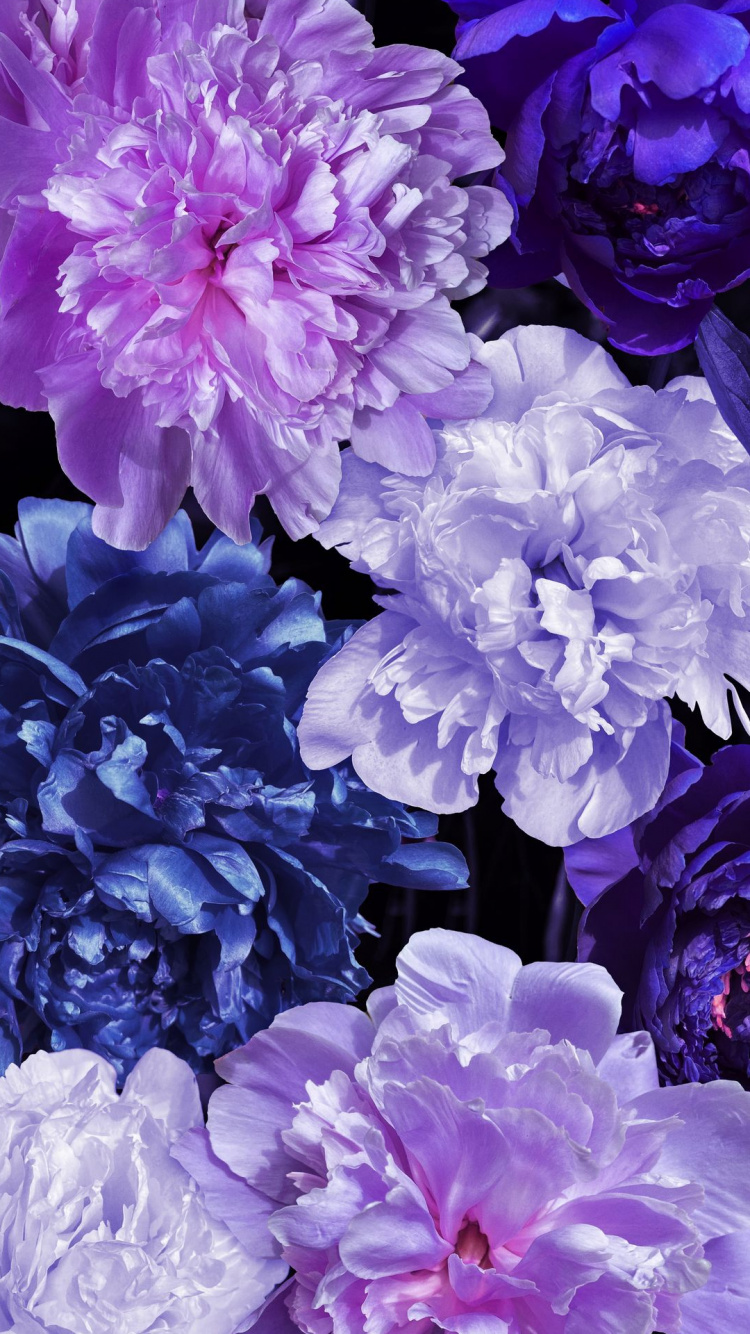 Обои сирень, пион, однолетнее растение, цветок, растение в разрешении 750x1334