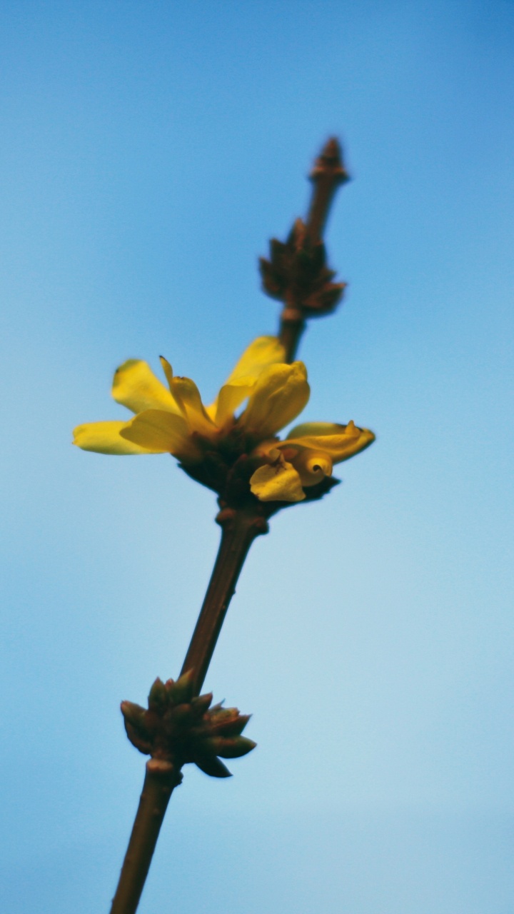 Обои цветок, желтый, растение, бутон, стебель растения в разрешении 720x1280