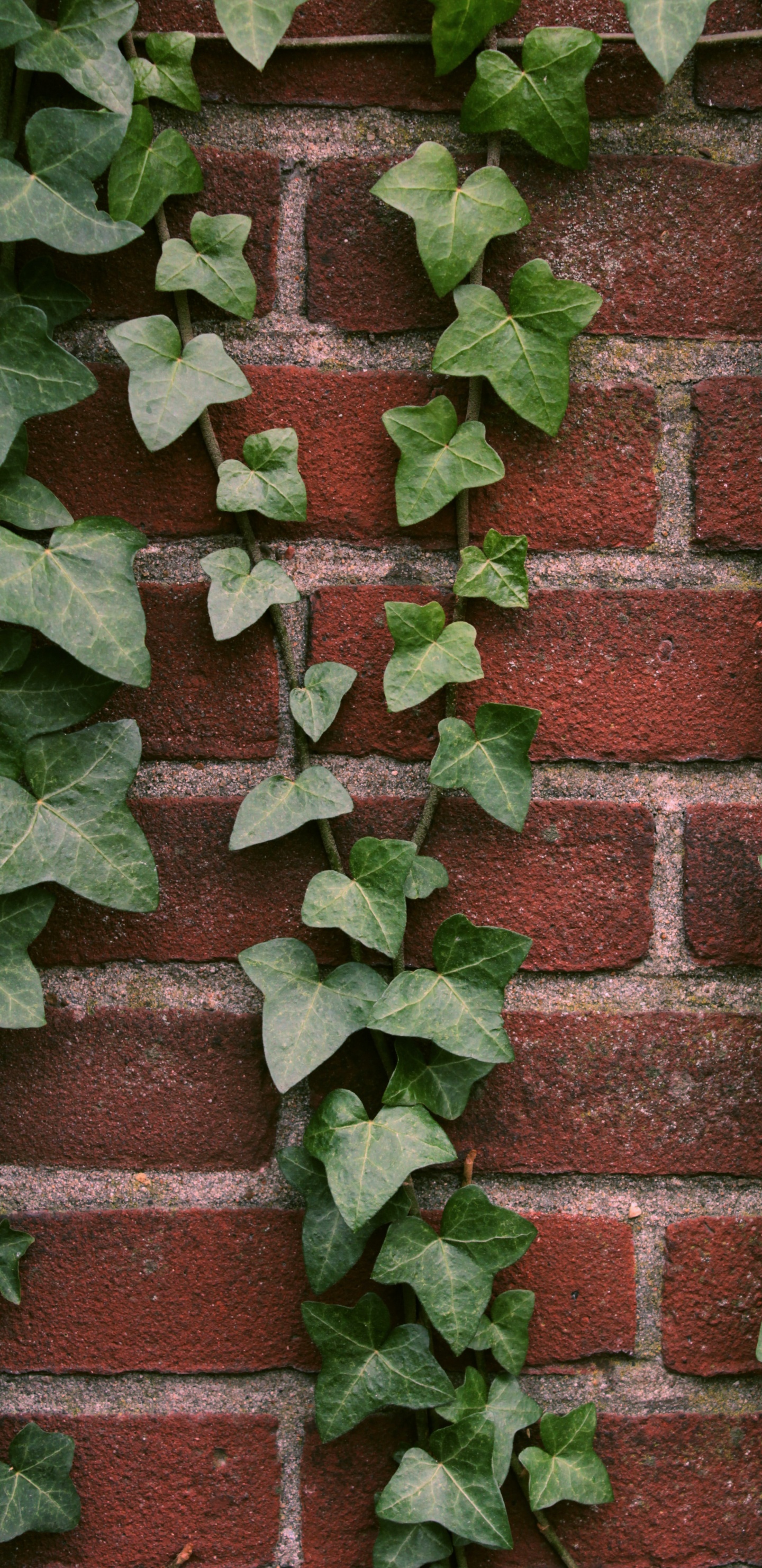 Обои растение, кирпич, наземное растение, кирпичная кладка, почвопокровная в разрешении 1440x2960