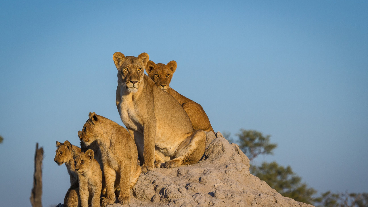 Обои Лев, живая природа, Пума, сафари, рок в разрешении 1280x720
