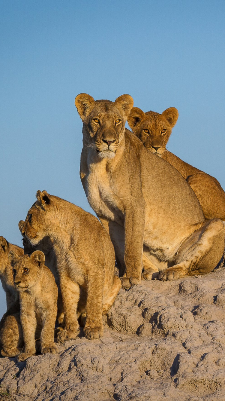 Обои Лев, живая природа, Пума, сафари, рок в разрешении 750x1334