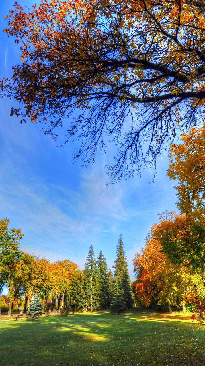 Обои скамейка, дерево, парк, растение, облако в разрешении 720x1280