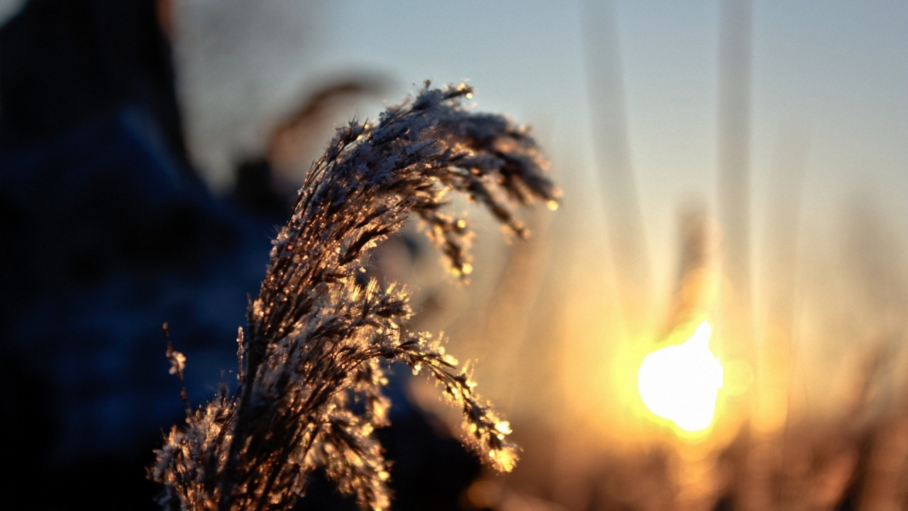 Обои семейство травы, солнечный свет, ветвь, макросъемка, утро в разрешении 1280x720