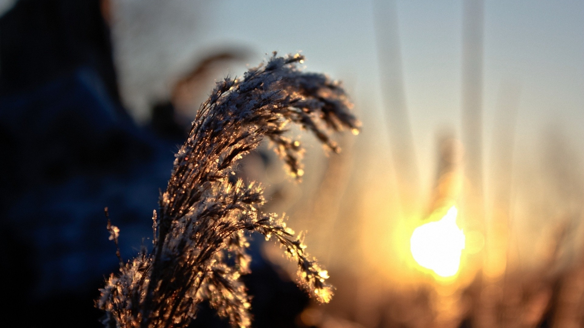 Обои семейство травы, солнечный свет, ветвь, макросъемка, утро в разрешении 1920x1080