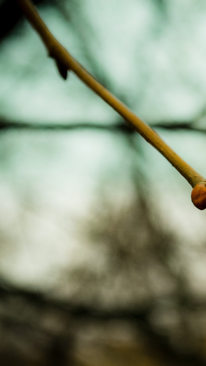 Обои прут, стебель растения, ветвь, дерево, весна в разрешении 720x1280