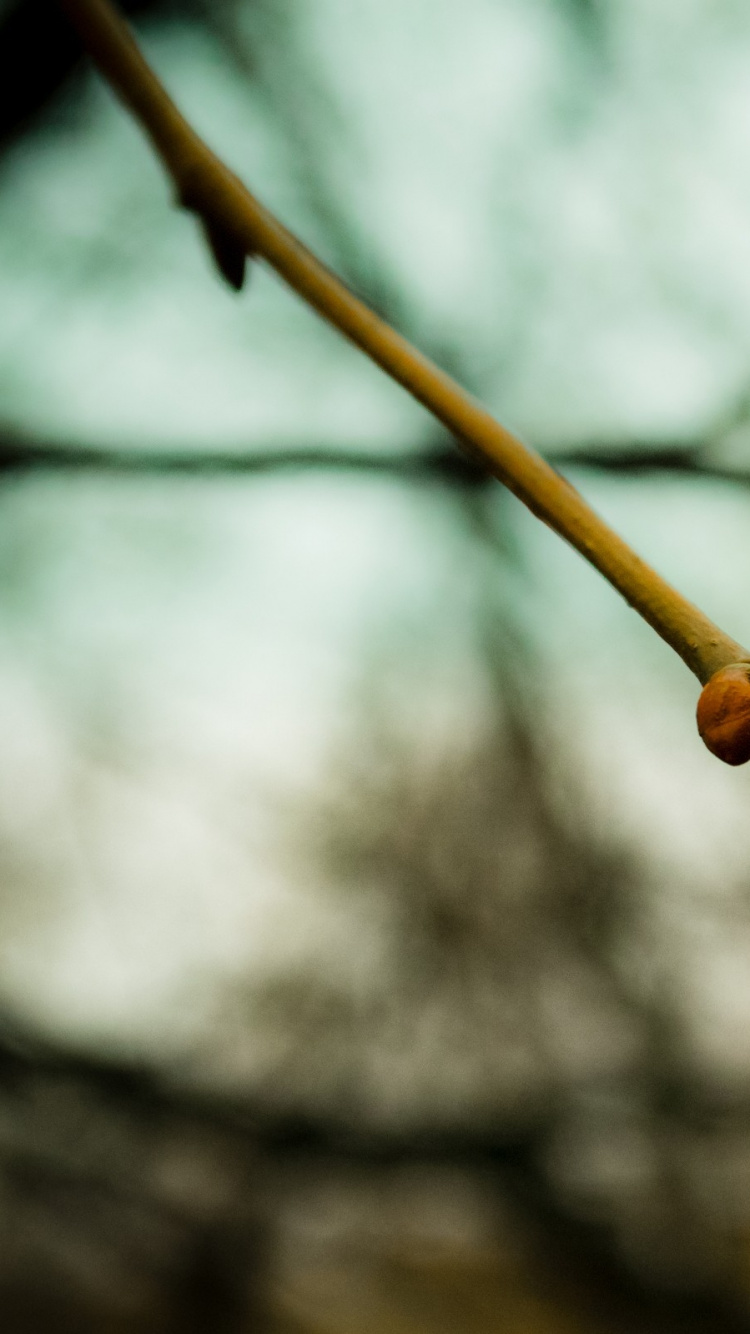 Обои прут, стебель растения, ветвь, дерево, весна в разрешении 750x1334