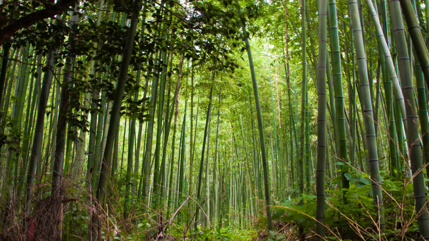 Обои бамбуковый лес, лес, дерево, растительность, бамбук в разрешении 1366x768