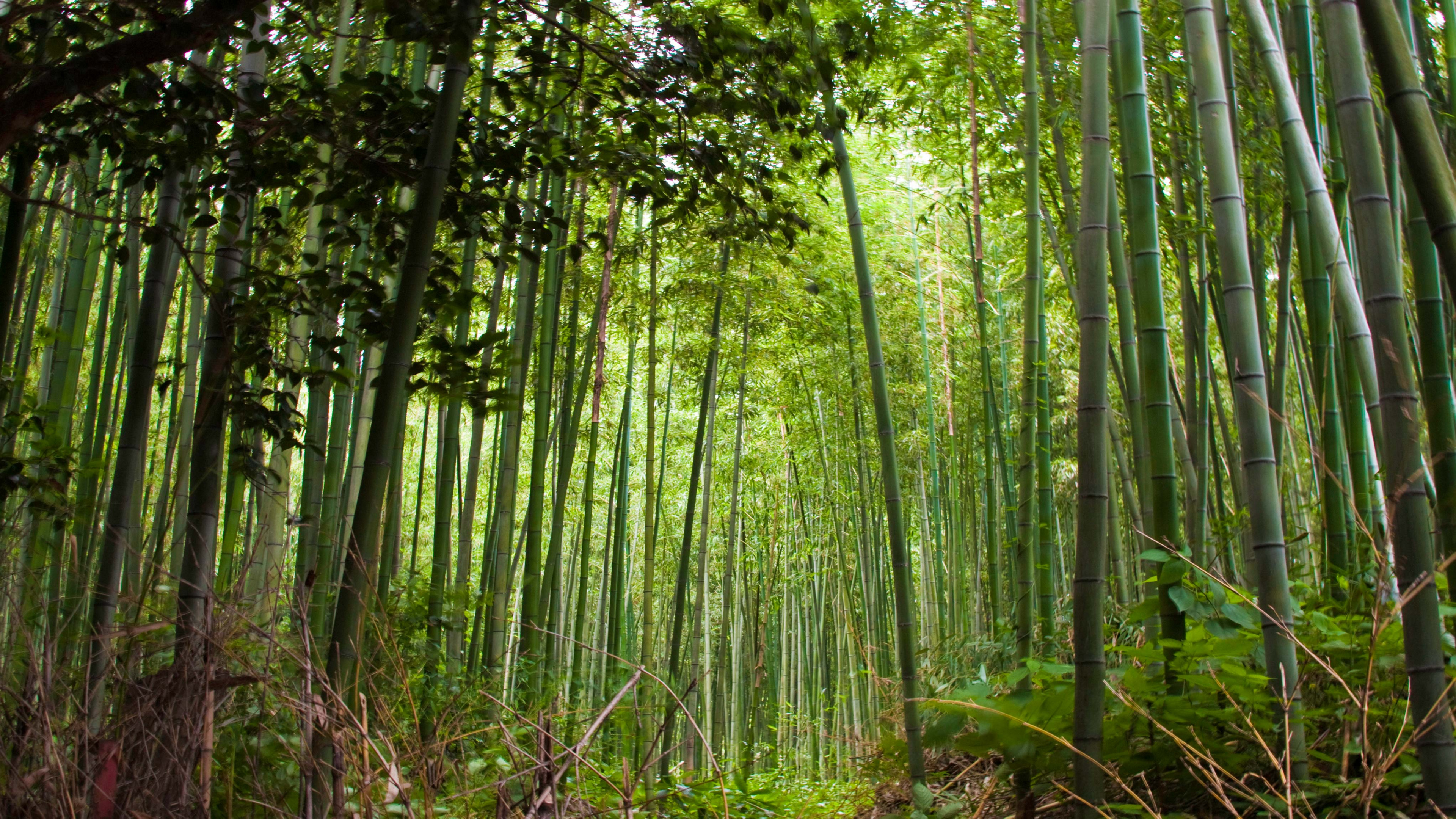 Обои бамбуковый лес, лес, дерево, растительность, бамбук в разрешении 3840x2160