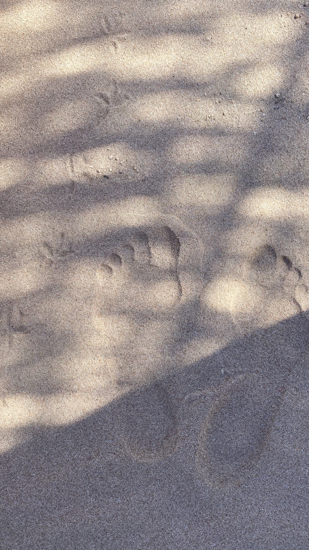 Обои атмосфера, дорожное покрытие, древесина, автомобильные шины, асфальт в разрешении 1080x1920