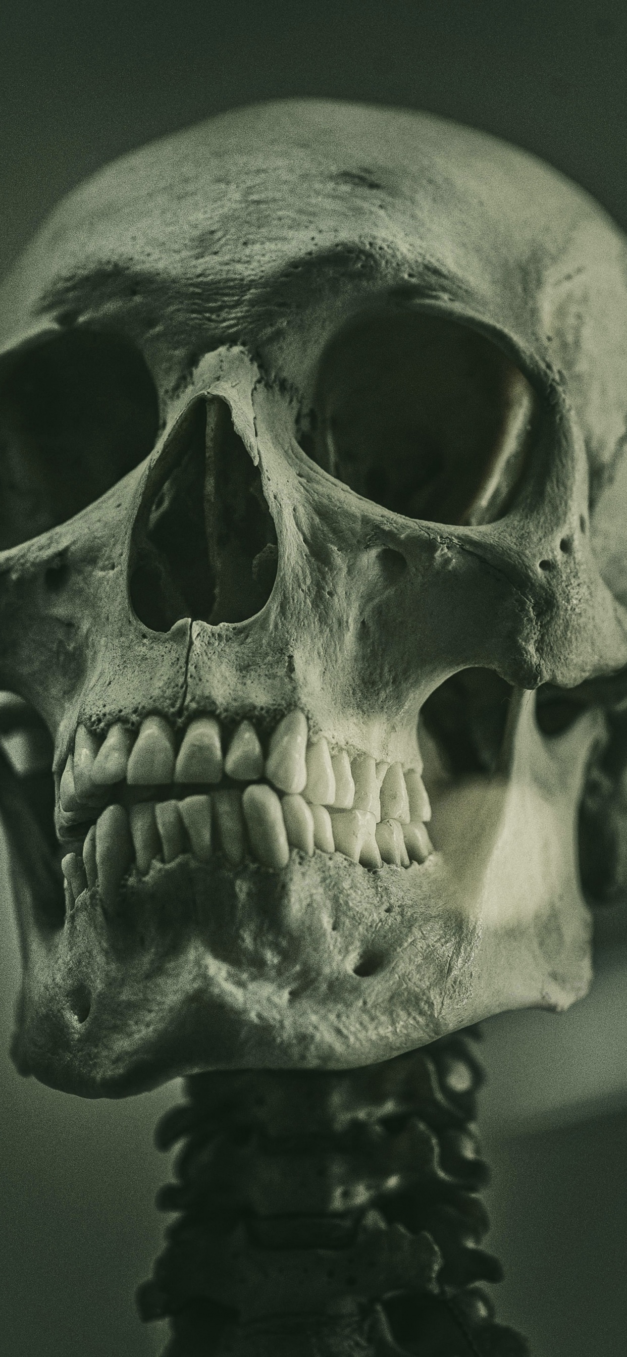 Обои скелет, референсная живопись скелета, soundcloud, живопись, арт в разрешении 1242x2688