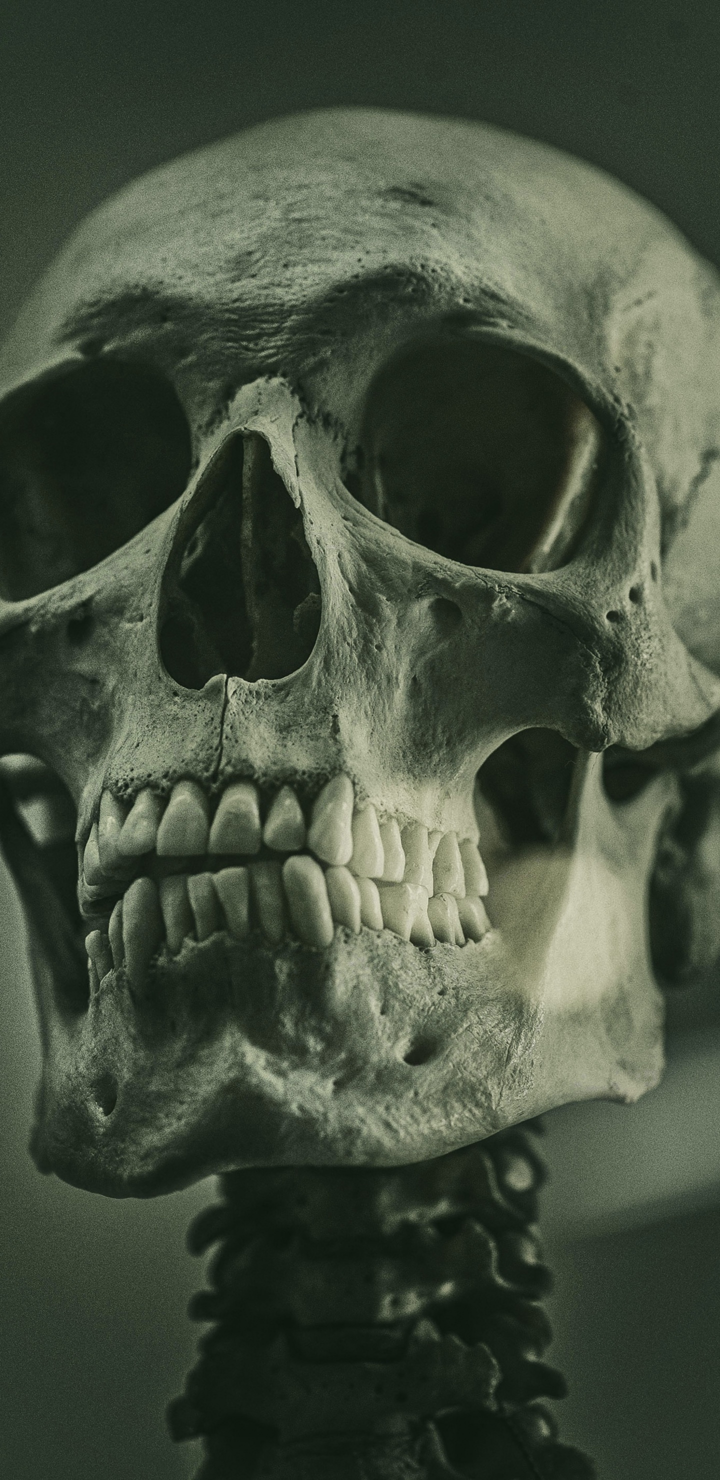 Обои скелет, референсная живопись скелета, soundcloud, живопись, арт в разрешении 1440x2960