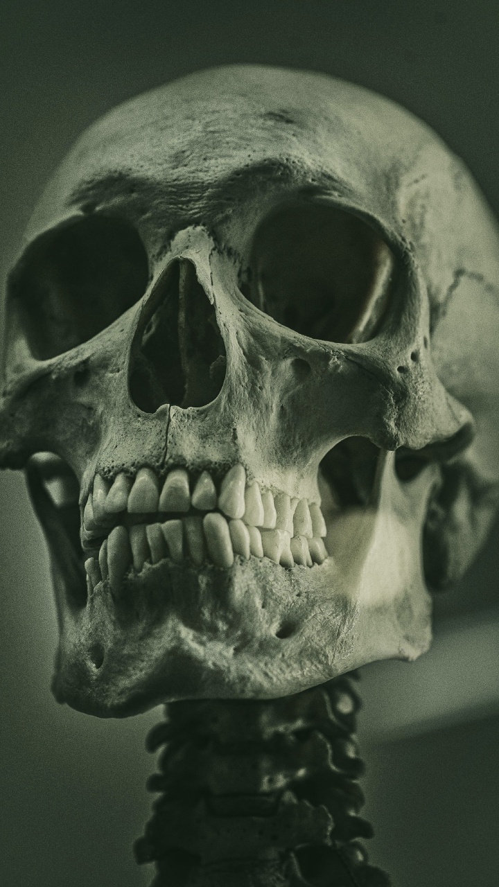 Обои скелет, референсная живопись скелета, soundcloud, живопись, арт в разрешении 720x1280