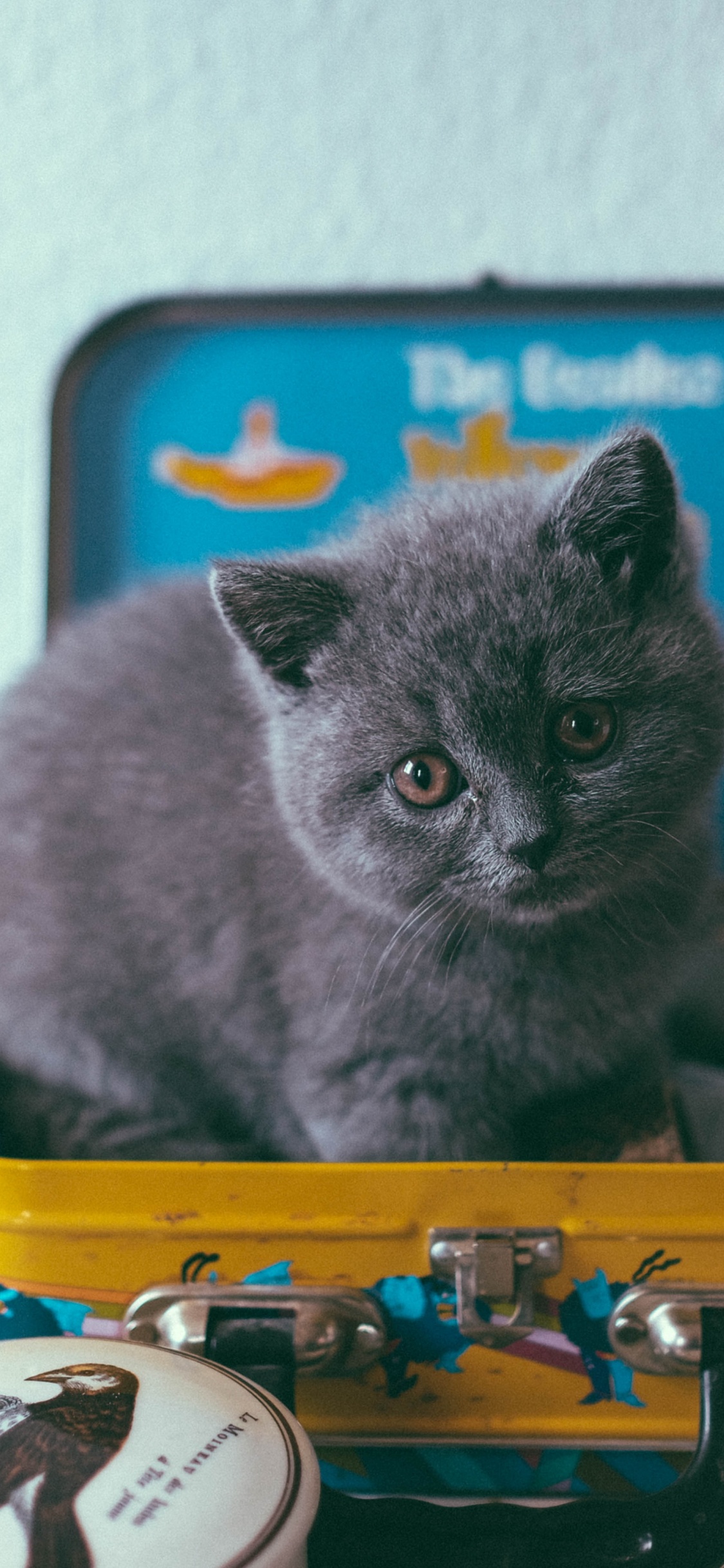 Обои котенок, кошачьих, кот, русская голубая, британская короткошерстная в разрешении 1125x2436