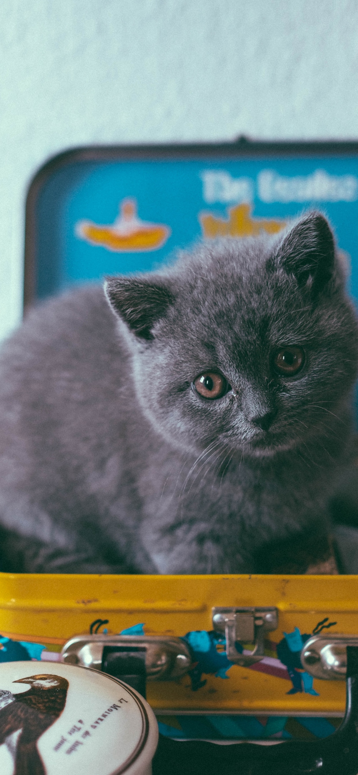 Обои котенок, кошачьих, кот, русская голубая, британская короткошерстная в разрешении 1242x2688