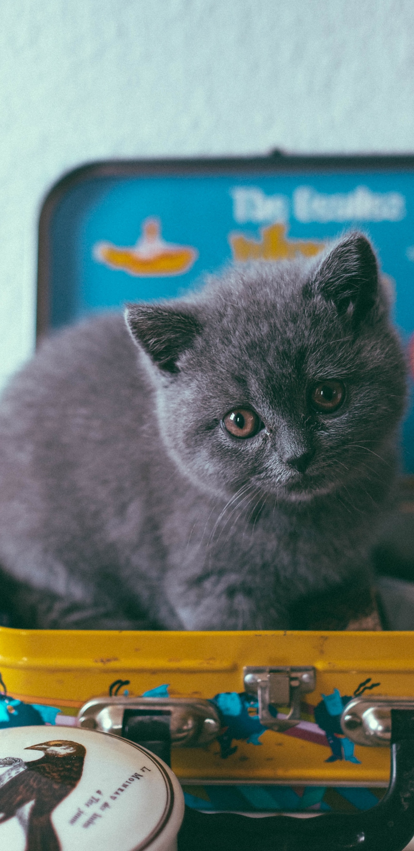 Обои котенок, кошачьих, кот, русская голубая, британская короткошерстная в разрешении 1440x2960