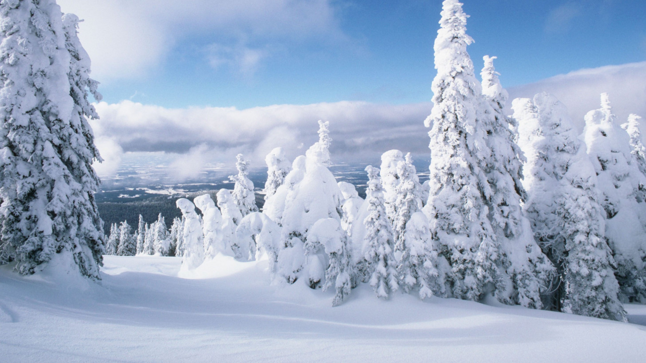 Обои зима, снег, мороз, дерево, замораживание в разрешении 1280x720