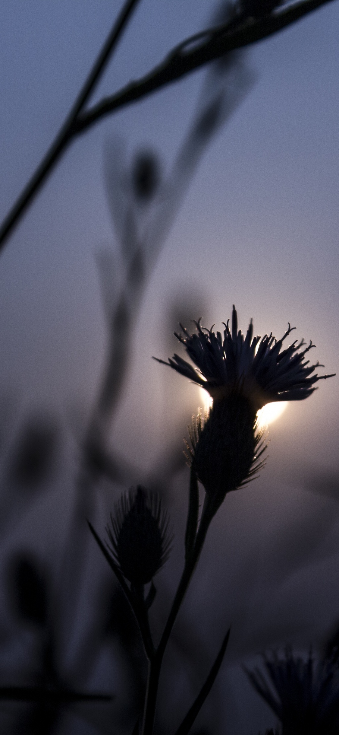 Обои силуэт, закат, семейство травы, пейзаж, черный в разрешении 1125x2436