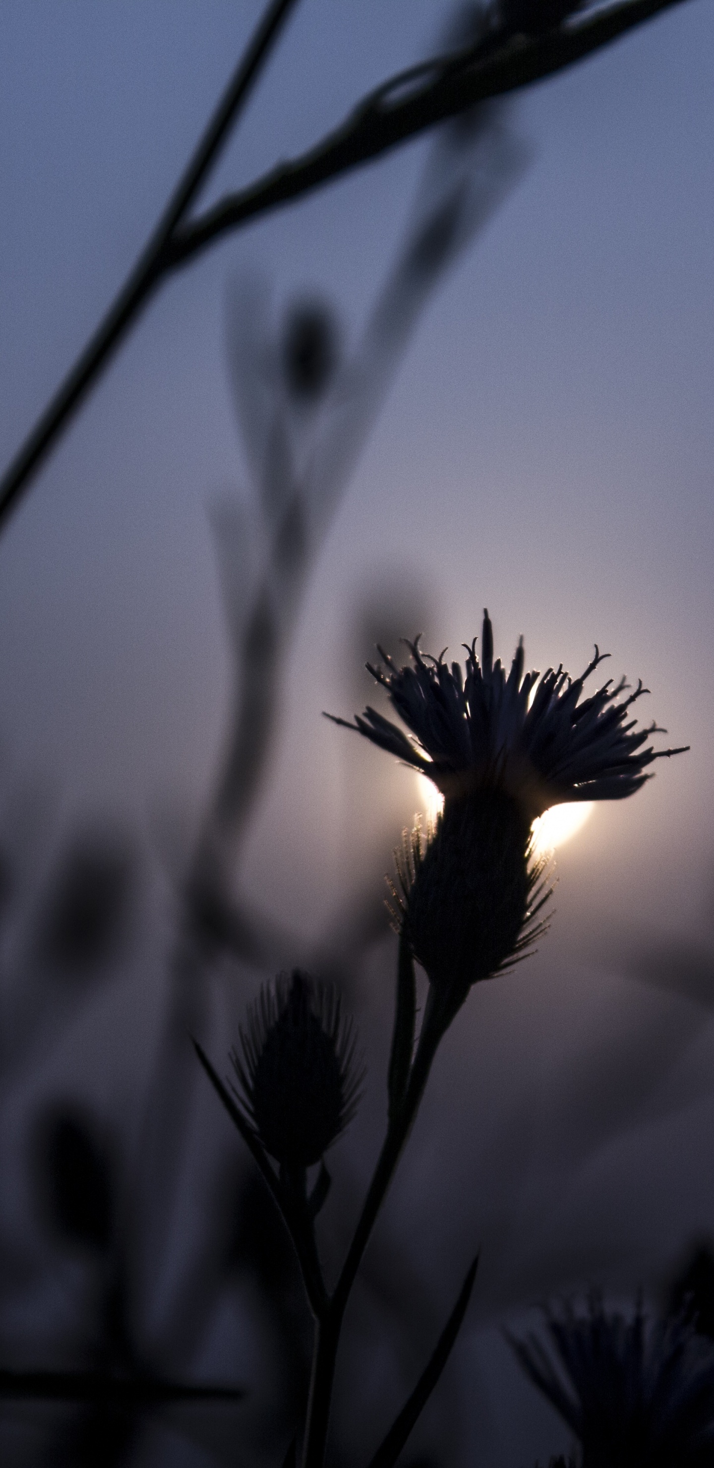 Обои силуэт, закат, семейство травы, пейзаж, черный в разрешении 1440x2960