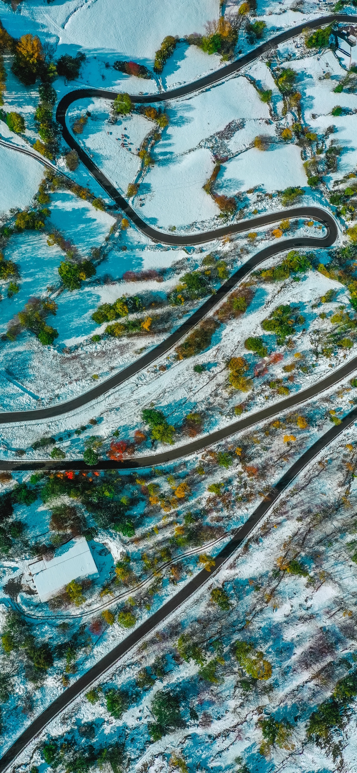 Обои Аква, бирюза, узор, дерево, растение в разрешении 1242x2688