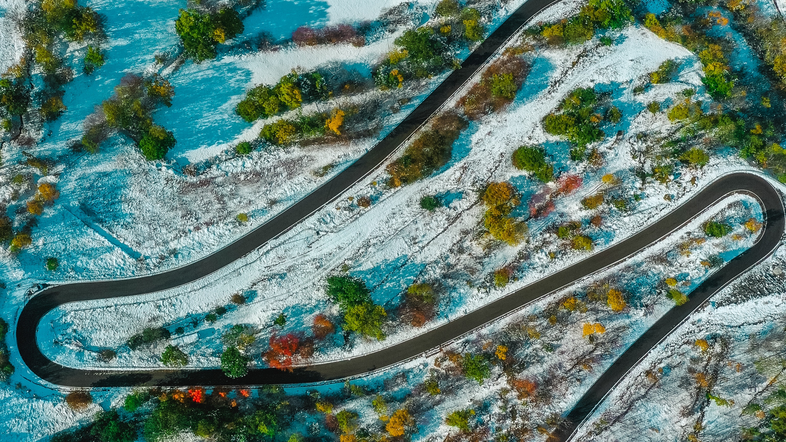 Обои Аква, бирюза, узор, дерево, растение в разрешении 2560x1440