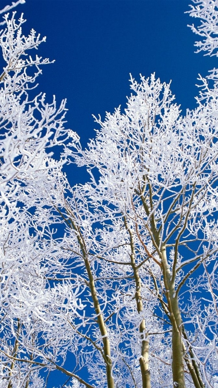 Обои дерево, зима, синий, мороз, ветвь в разрешении 720x1280