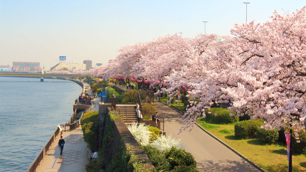 Обои Парк Сумида, Река Сумида, цветение вишни, цветок, расцвет в разрешении 1280x720