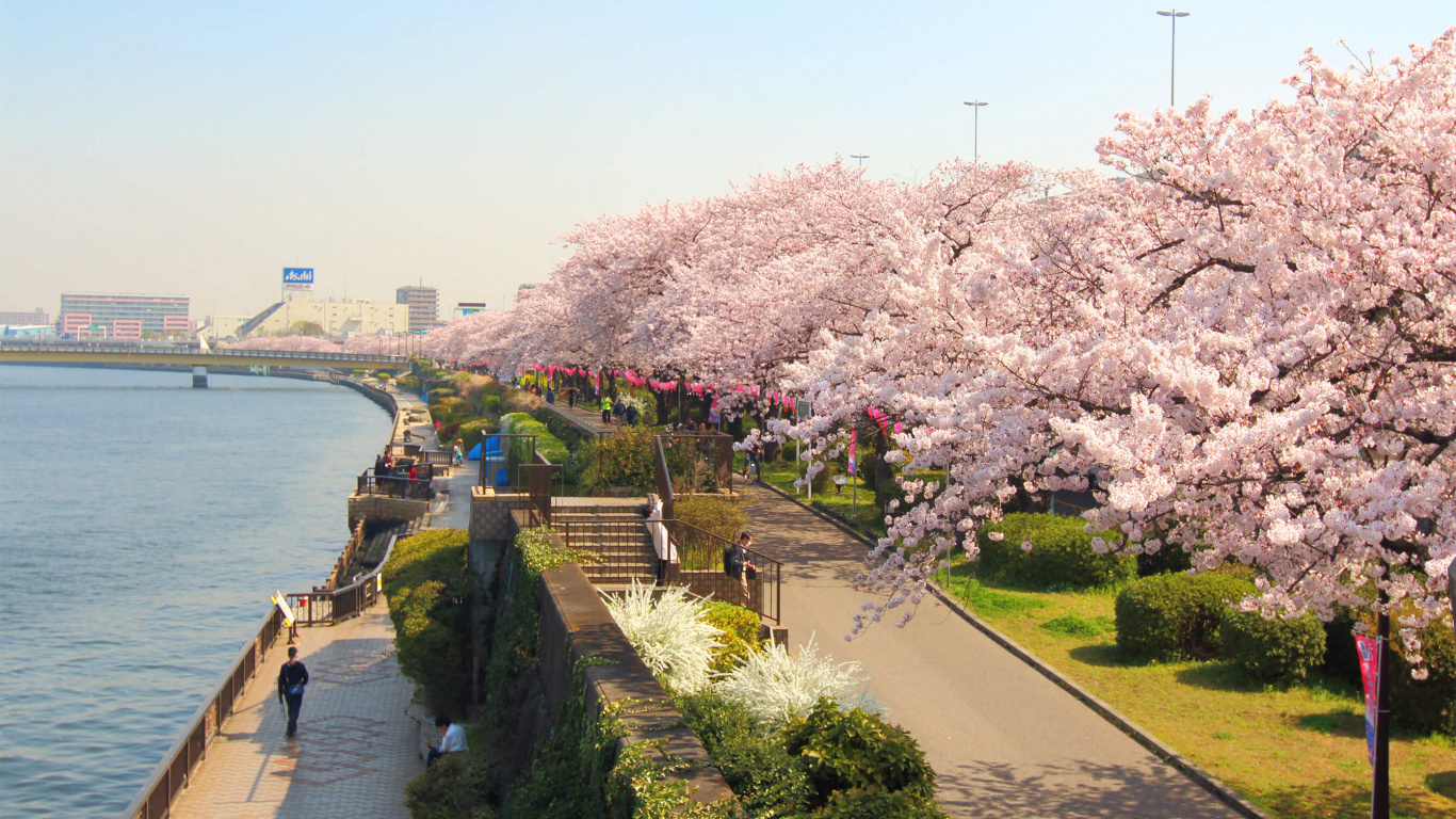 Обои Парк Сумида, Река Сумида, цветение вишни, цветок, расцвет в разрешении 1366x768