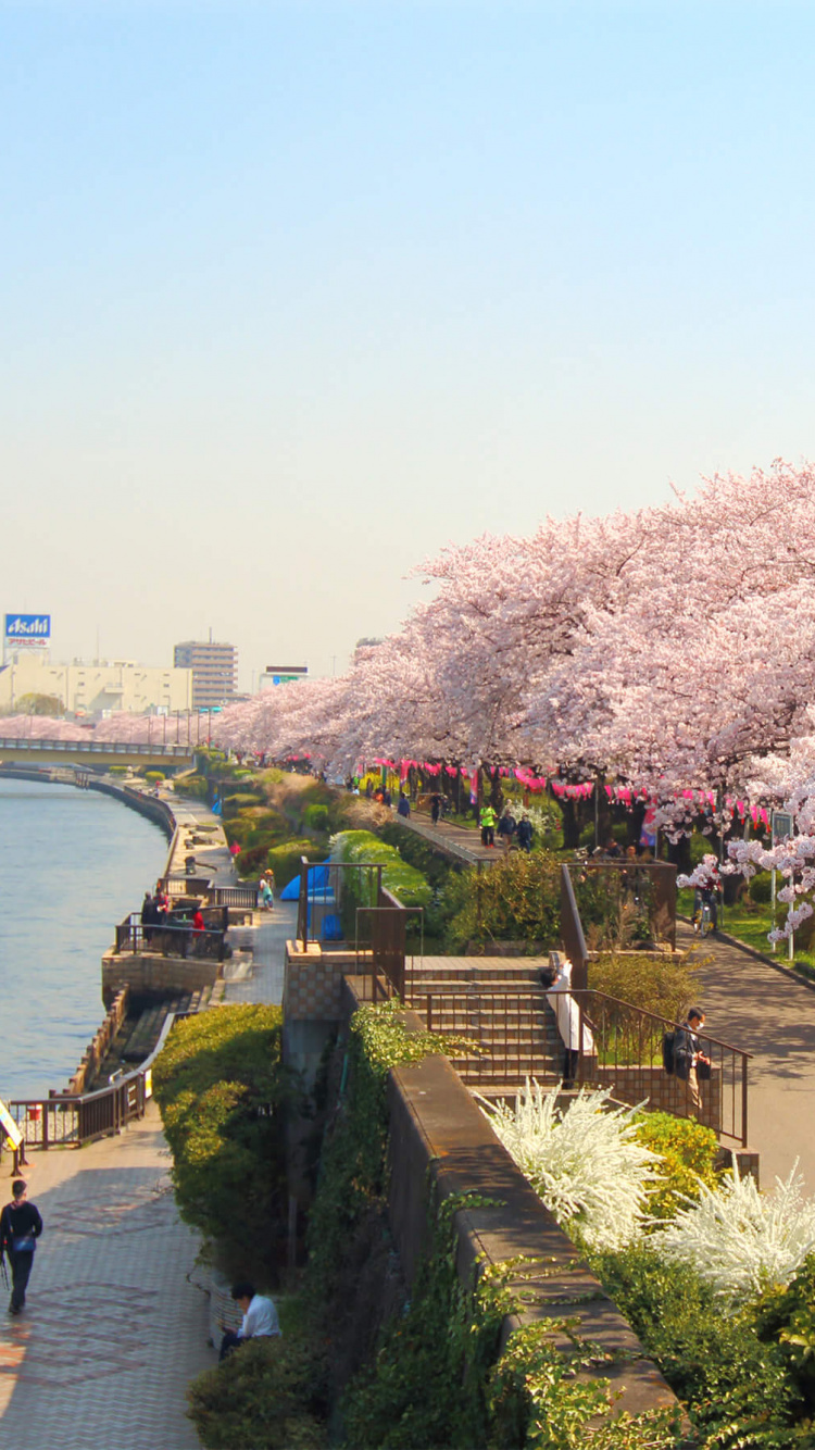 Обои Парк Сумида, Река Сумида, цветение вишни, цветок, расцвет в разрешении 750x1334