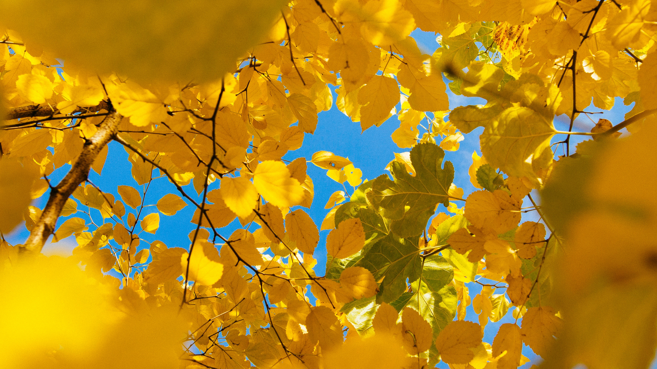 Обои Природа Желтый, природа, Чревное сплетение, ветвь, лист в разрешении 2560x1440