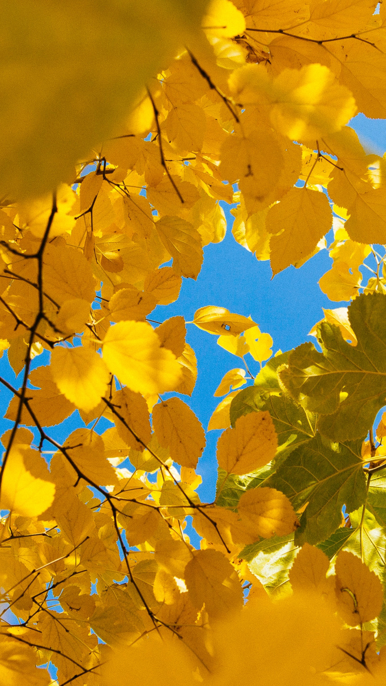 Обои Природа Желтый, природа, Чревное сплетение, ветвь, лист в разрешении 750x1334