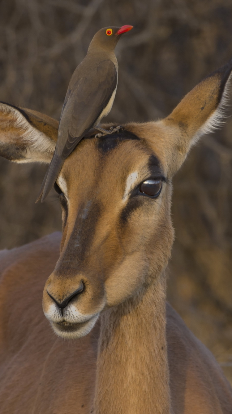 Обои импала, антилопа, живая природа, наземные животные, Газель в разрешении 750x1334