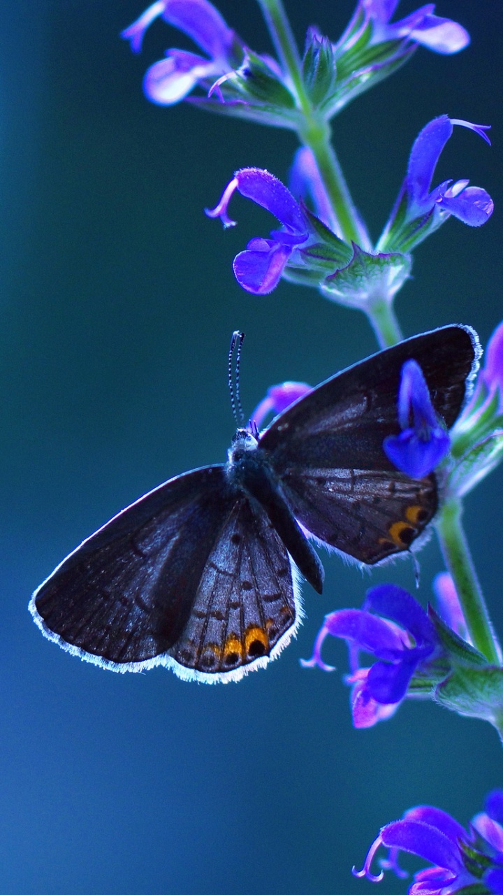 Обои бабочка, синий, насекомое, мотыльки и бабочки, опылитель в разрешении 720x1280