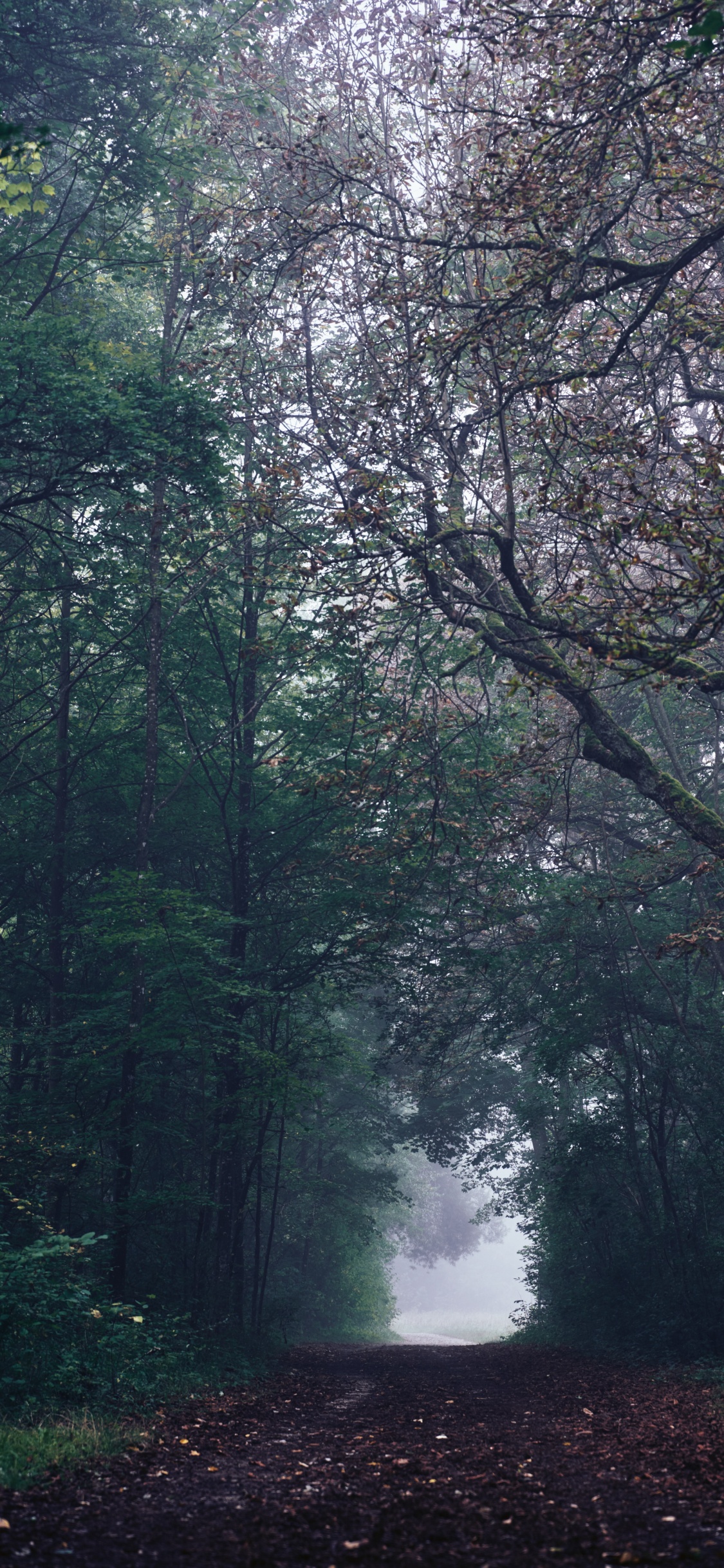 Обои дерево, тропические леса, листопадные, окружающая среда, лесистая местность в разрешении 1125x2436