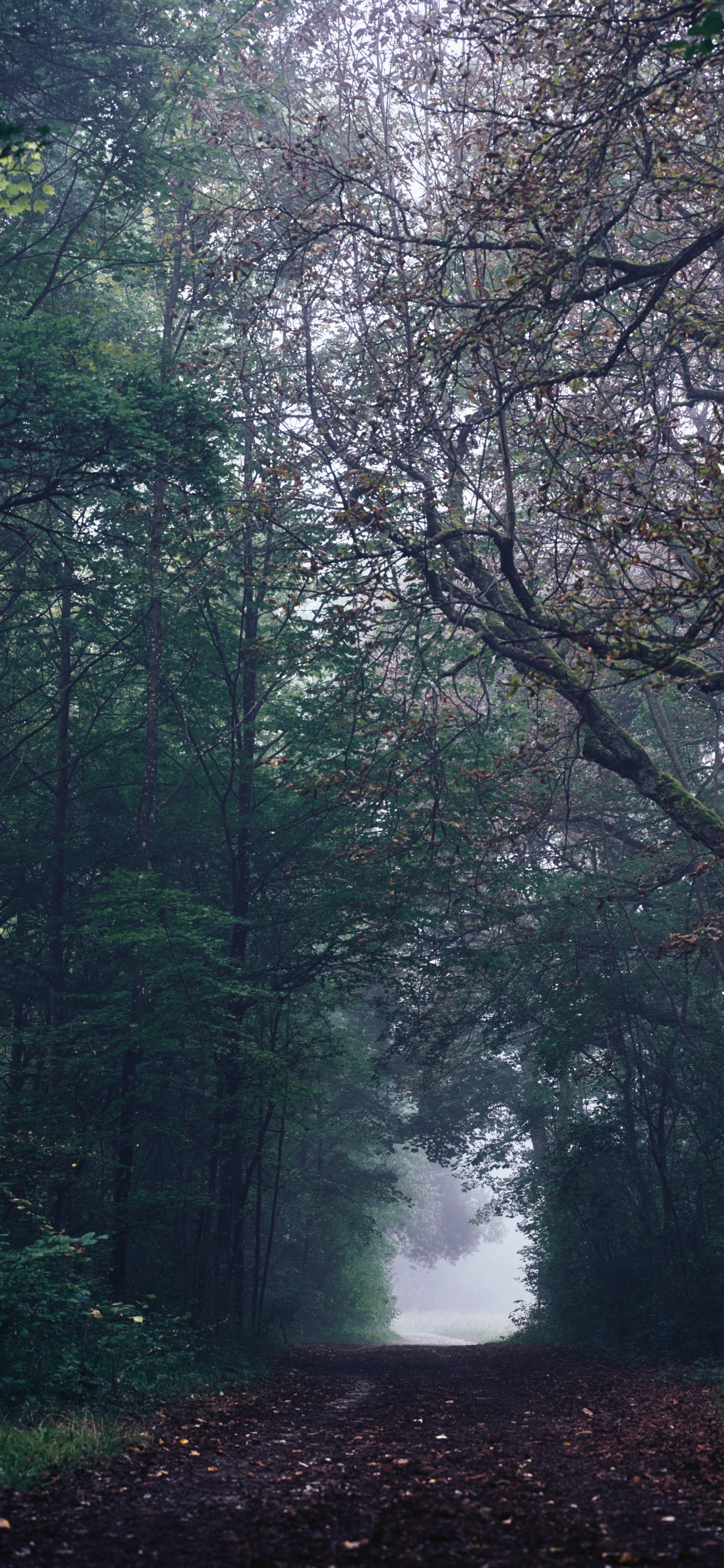 Обои дерево, тропические леса, листопадные, окружающая среда, лесистая местность в разрешении 1242x2688