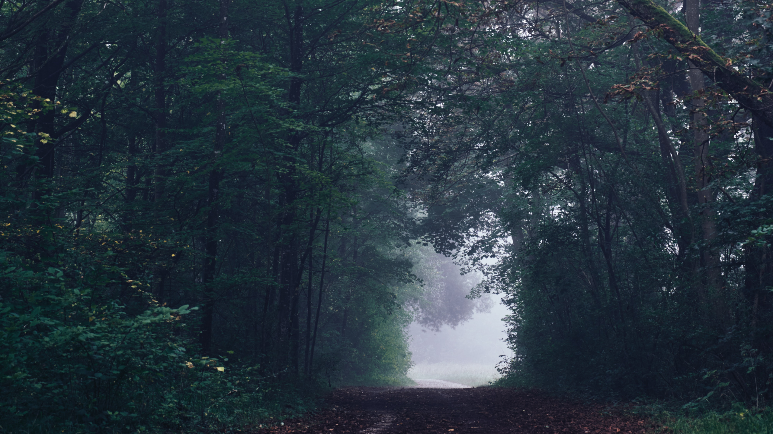 Обои дерево, тропические леса, листопадные, окружающая среда, лесистая местность в разрешении 2560x1440