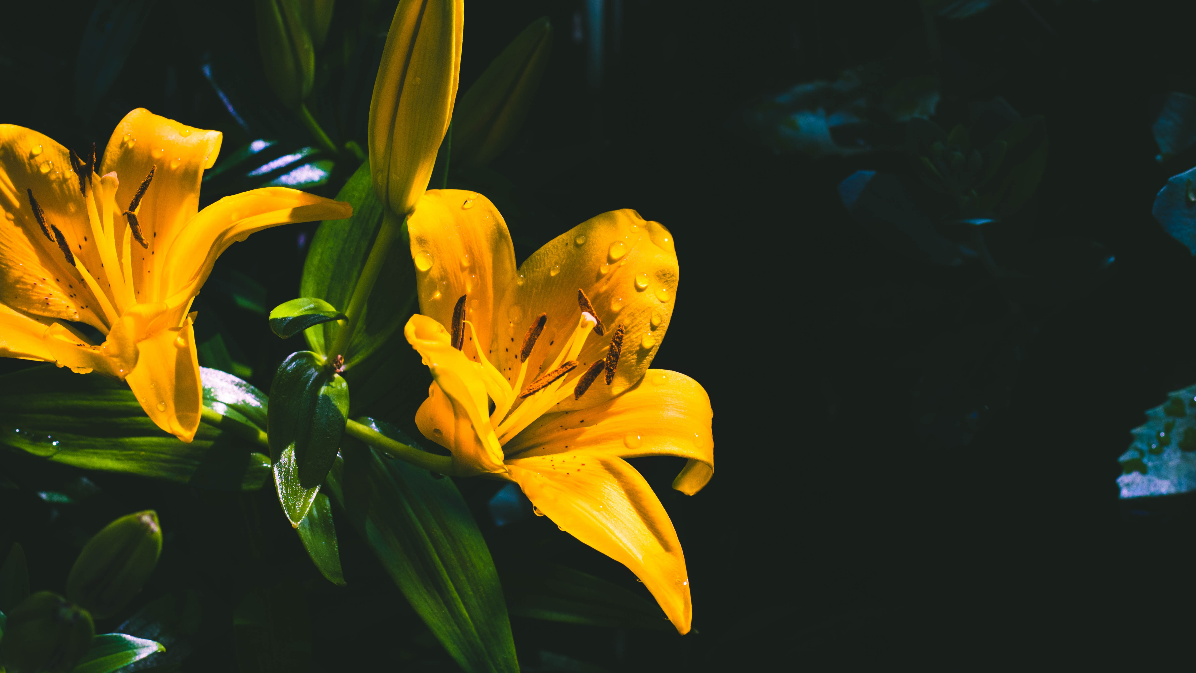 Обои цветок, Лилия, желтый, цветковое растение, растение в разрешении 3840x2160
