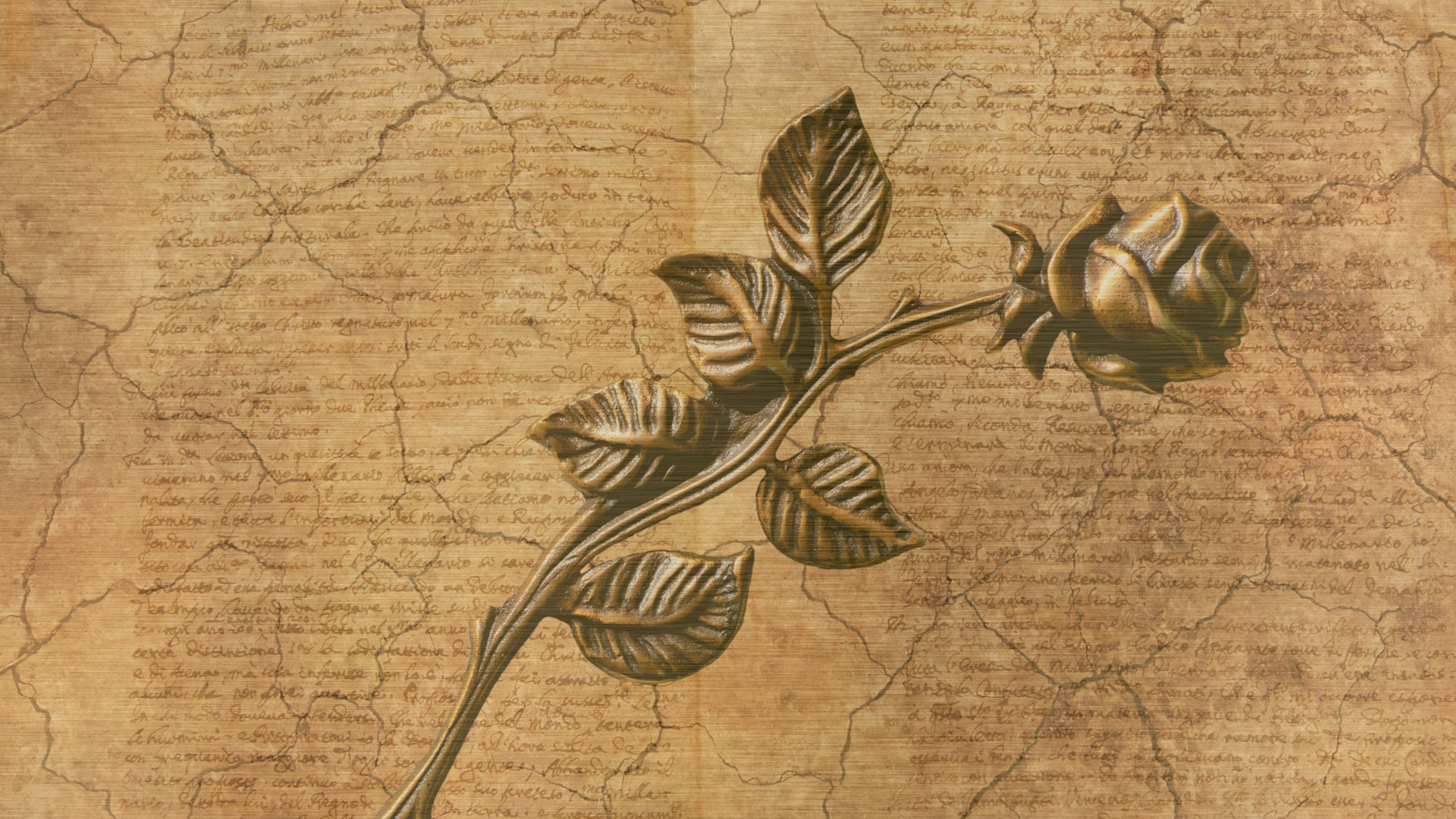 Обои бумага, лист, растение, цветок, стебель растения в разрешении 2560x1440