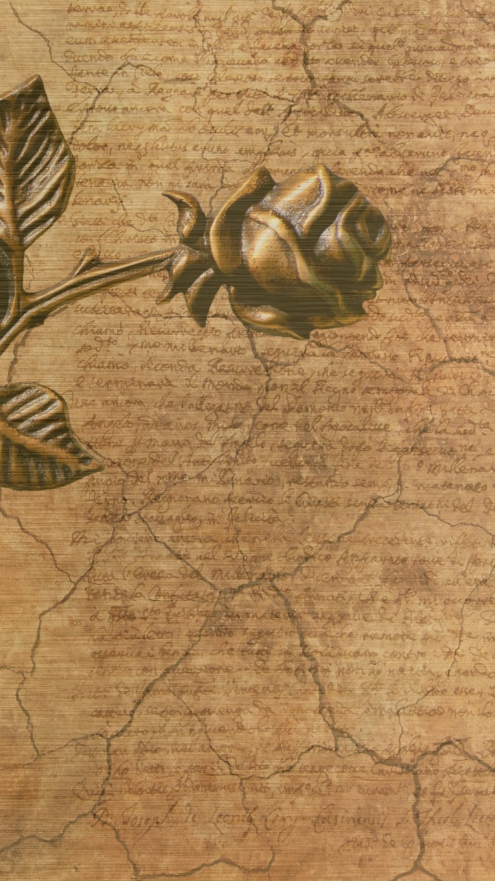 Обои бумага, лист, растение, цветок, стебель растения в разрешении 720x1280