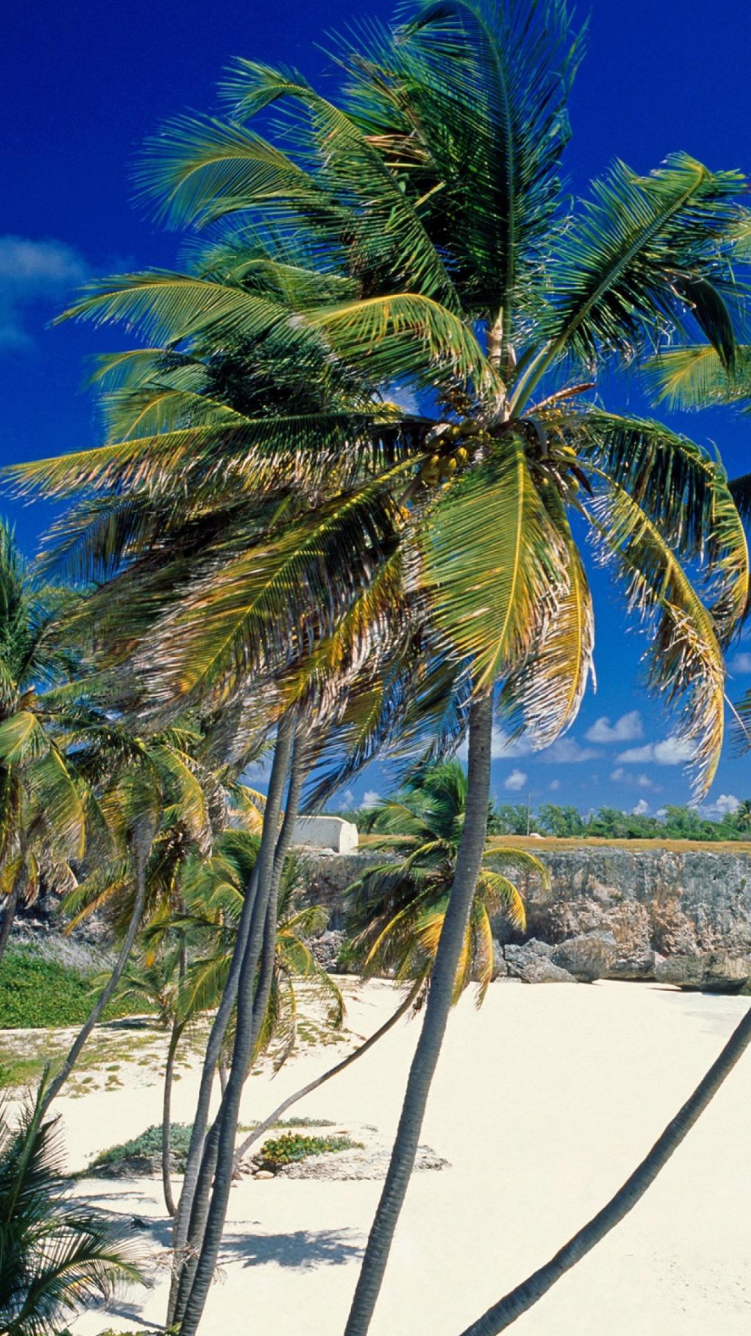 Обои Барбадос пляж, Дно Залива, пляж, дерево, тропическая зона в разрешении 1080x1920